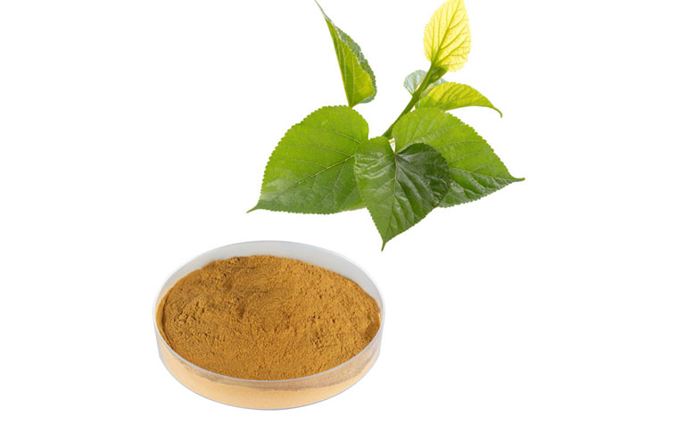 Mulberry Leaf Extract